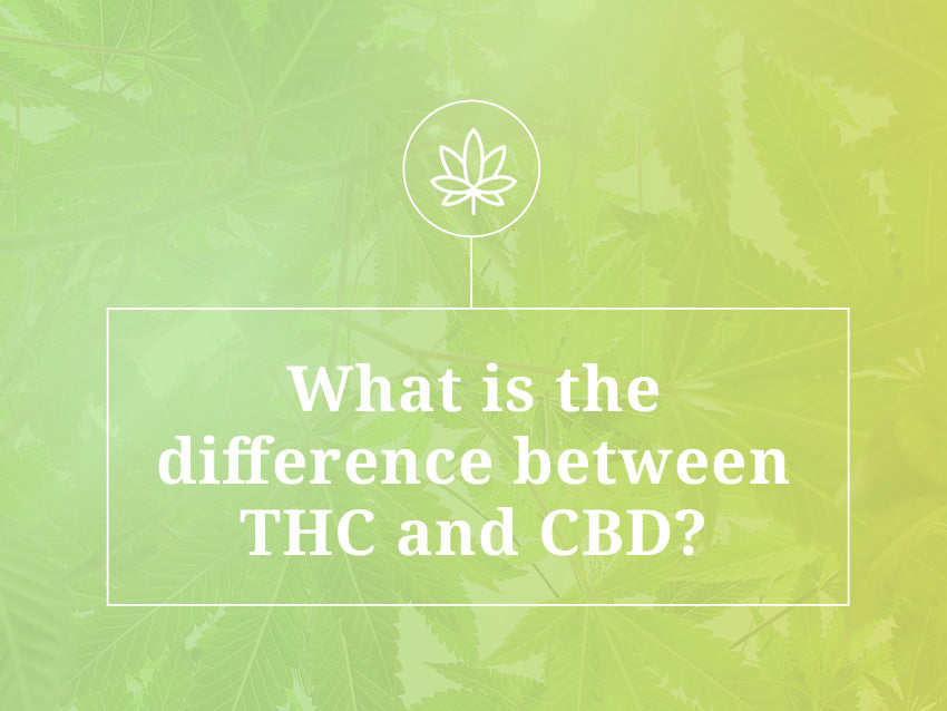 What is the Difference Between THC and CBD?