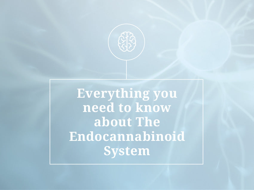 Everything You Need to Know About The Endocannabinoid System